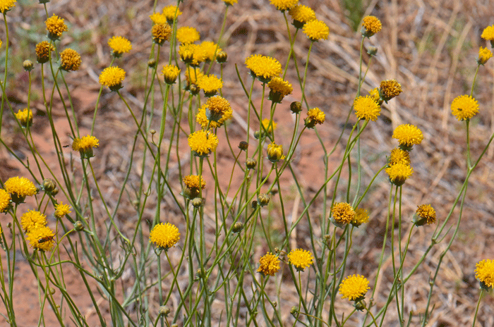 Hopi Tea Greenthread blooms from April, May to October and prefers elevations from 1,000 to 9,500 feet (305-2,896 m). Plants prefer higher elevations, mountains, various vegetative communities, sandy or clay-rich soils and disturbed areas. Thelesperma megapotamicum